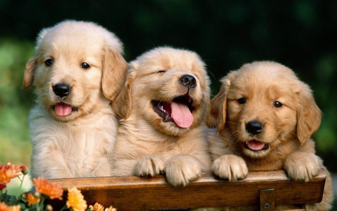wallpaper et fond d'écran mignons chiots cute puppies animals animaux labrador beaux dog chien photo photographie photography