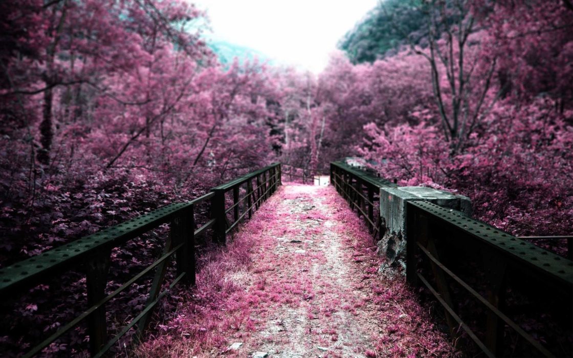 wallpaper et fond d'écran nature rose pink paysage fleuri fleurs flowers sakura Japonais jardin magnifique landscape photo photographie photography beau beautiful