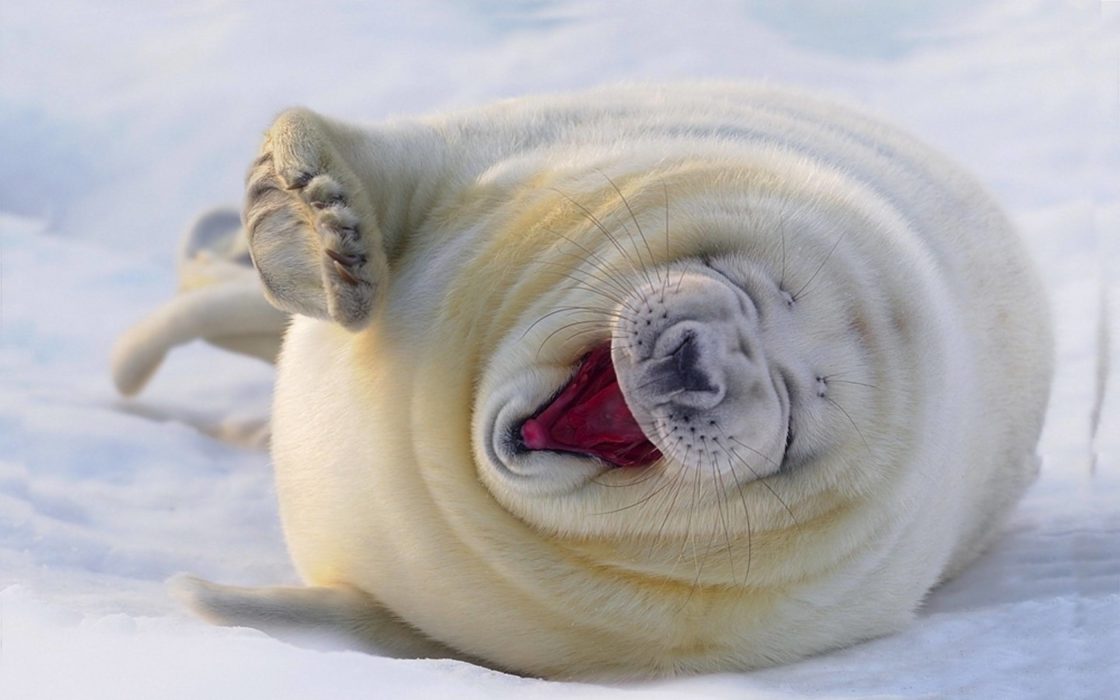 wallpaper et fond d'écran phoque blanc animals animaux beau beautiful neige nature White seal photo photographie photography