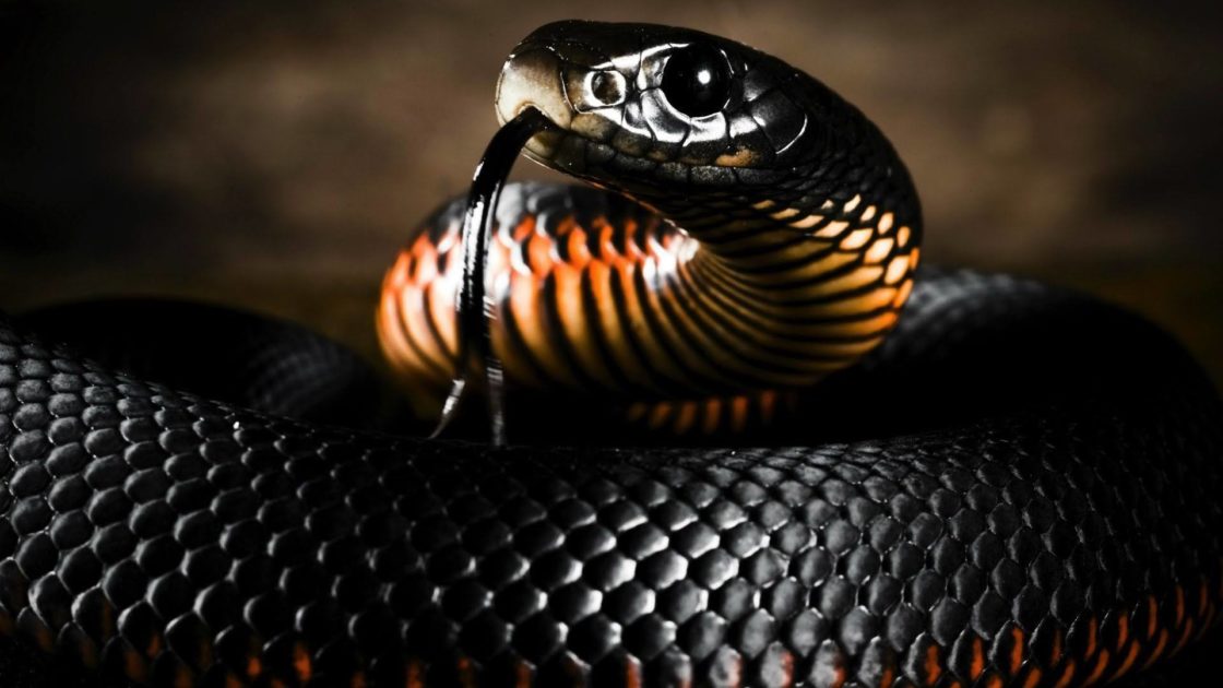 wallpaper et fond d'écran serpent Black mamba venin dangereux animals animaux reptile snake mamba noir photo photographie photography