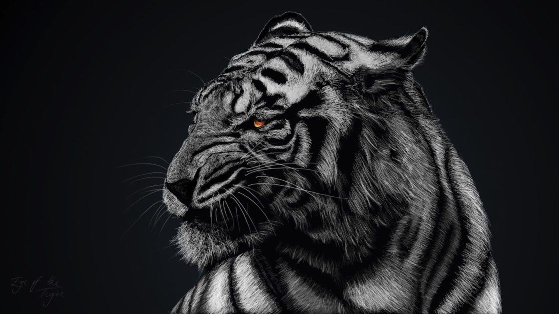 wallpaper et fond d'écran tigre noir & blanc tiger félin feline animals animaux graphique black and white portrait photo photographie photography