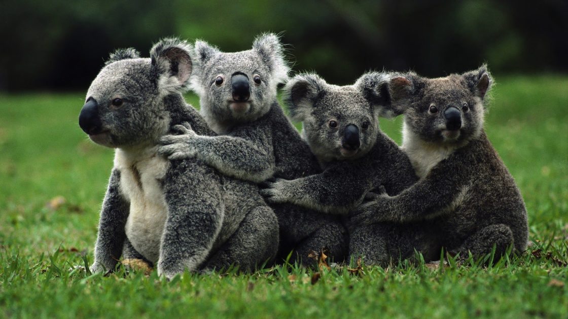 wallpaper et fond d'écran Beaux Koalas animals beautiful animaux mignon cute famille photo photographie photography