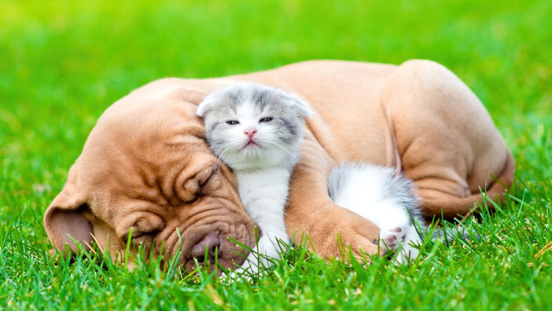 wallpaper et fond d'écran amour chien chaton dog kitten complice animals animaux mignon cute animals domestique photo photographie photography