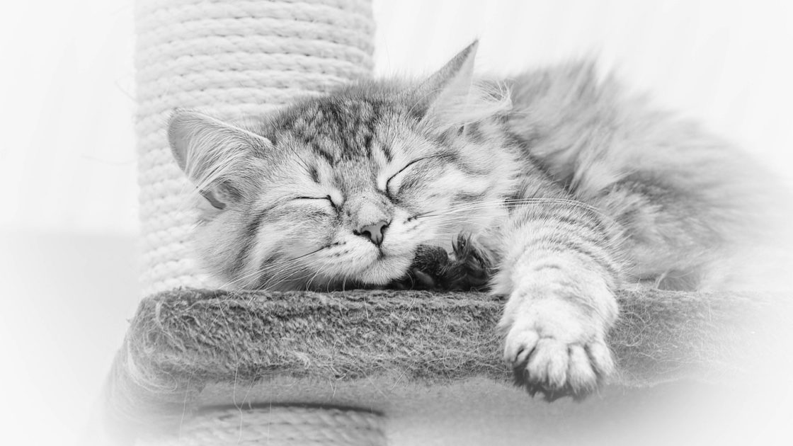 wallpaper et fond d'écran chat cat sleep sommeil repos dormir mignon cute animals animaux noir et blanc black and white photo photographie photography
