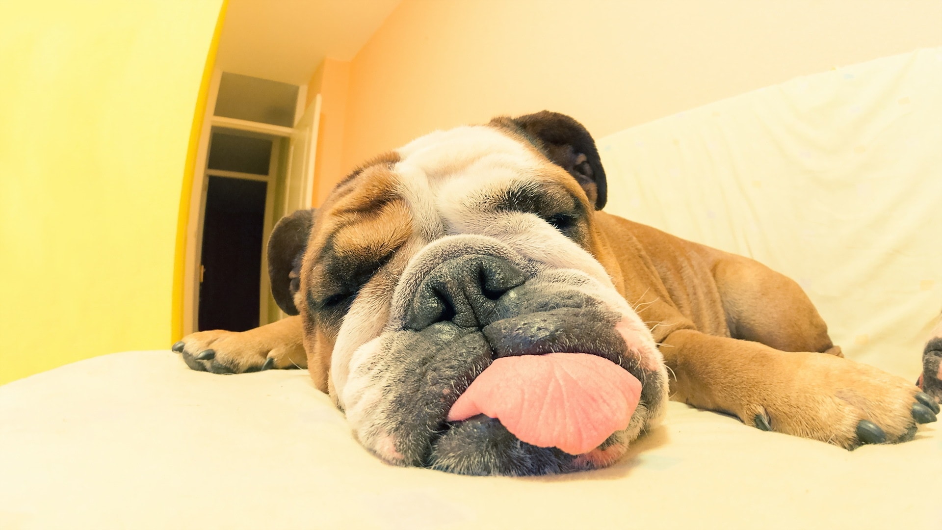 wallpaper et fond d'écran chien fatigué Tired dog langue tongue humour humor drôle repos rest sleep dormir animals animaux bouldogue photo photographie photography