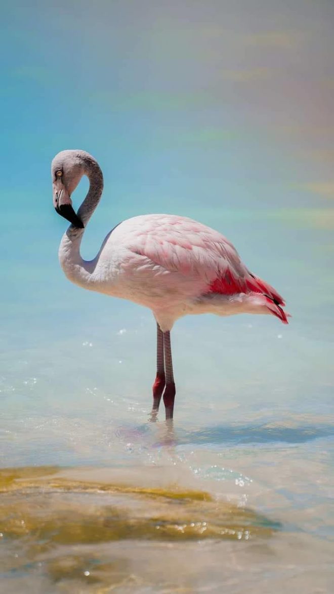 wallpaper et fond d'écran flamants roses oiseau animals animaux beau beautiful nature eau photo photographie bird photography