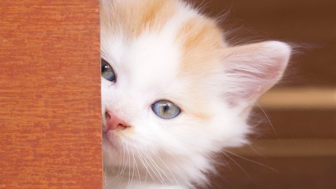 wallpaper et fond d'écran chaton caché kitten hidden chat cat mignon cute beau beautiful félin animals domestique compagnie animaux photo portrait photographie photography