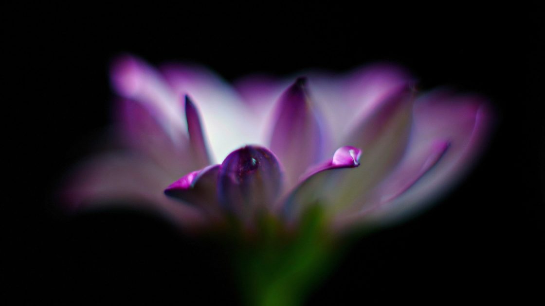 wallpaper et fond d'écran coeur fleur pétales goutte flower drop heart micro nature fleuri jardin photo photographie photography