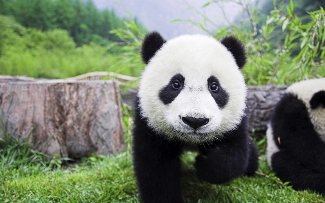 wallpaper et fond d'écran mignons pandas cute animals animaux Asiatique Chine emblème symbole beau beautiful portrait photo photographie photography
