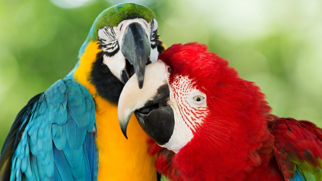 wallpaper et fond d'écran couple Parrots perroquets oiseaux plumes couleur color amour love animals animaux photo photographie photography