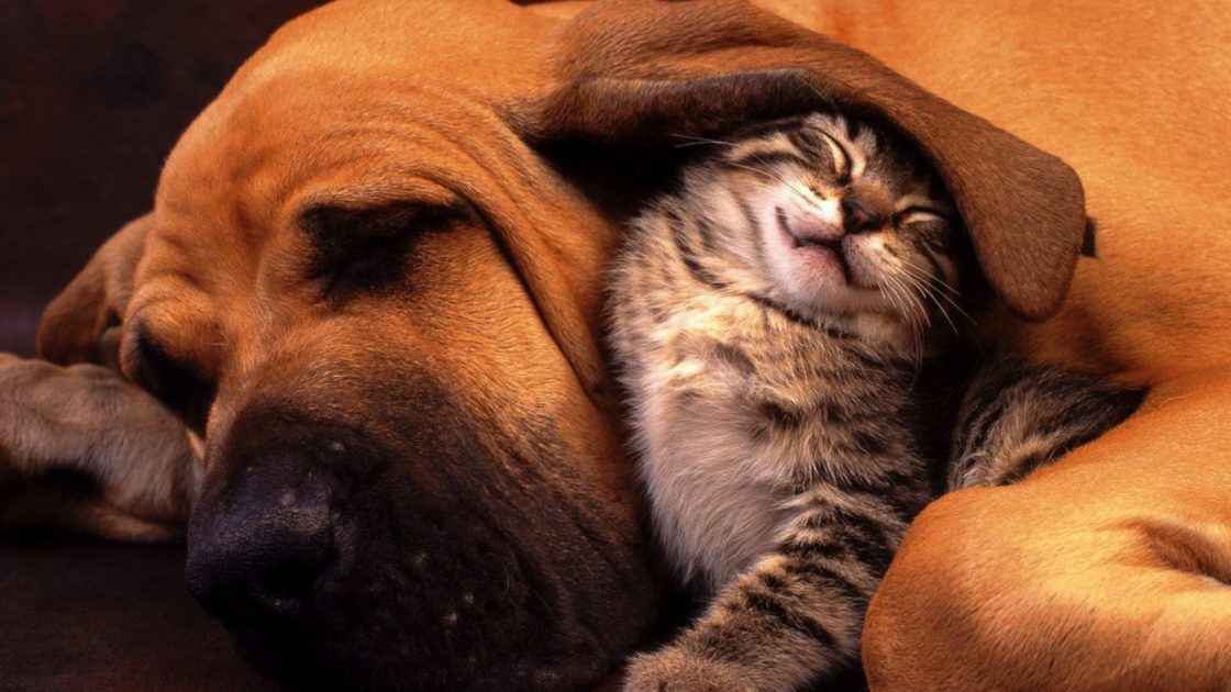 wallpaper et fond d'écran amour chiens chats dog cat kitten chaton chiot complicité tendresse tenderness love mignon cute animals animaux photo photographie photography