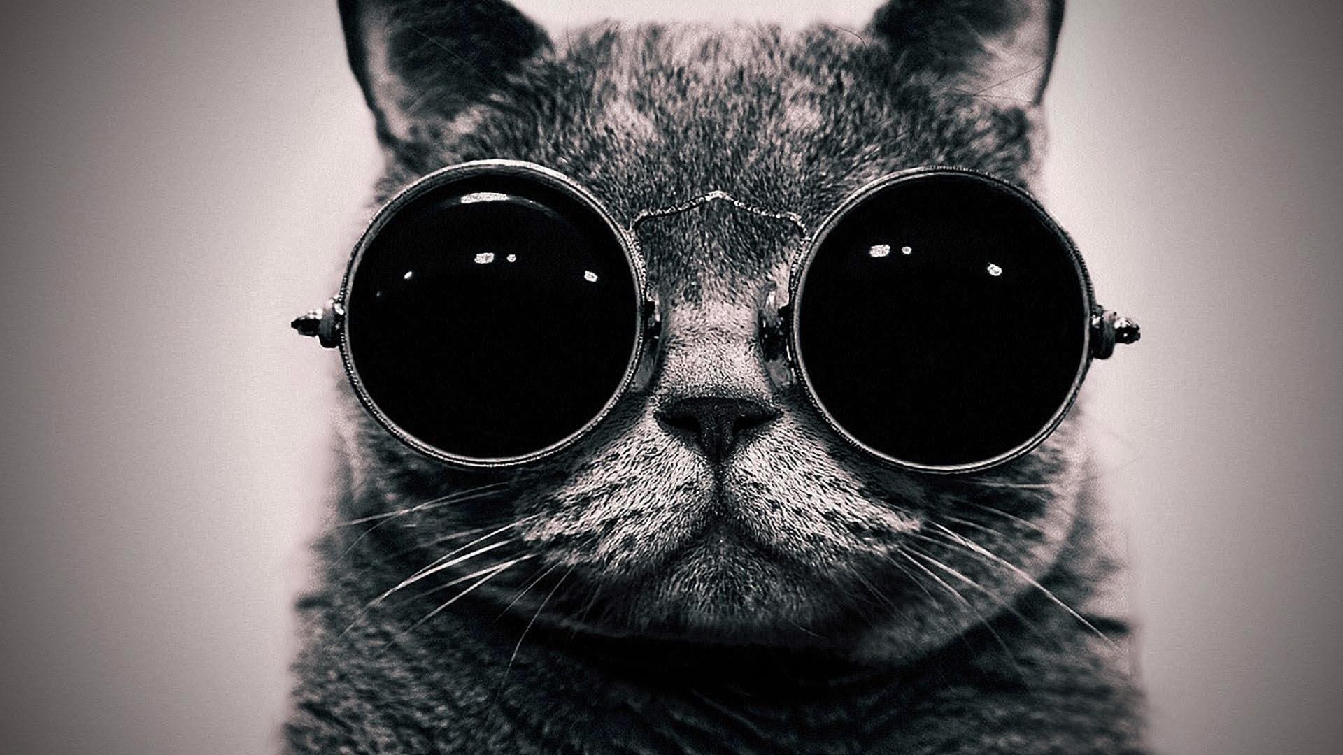 wallpaper et fond d'écran chat lunettes graphique graphic art digital numérique cat glasses animals animaux image picture photo photographie photography