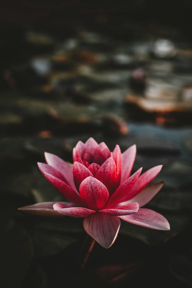 wallpaper et fond d'écran Fleur Lotus fleuri pétale flower nature macro jardin printemps photo photographie photography