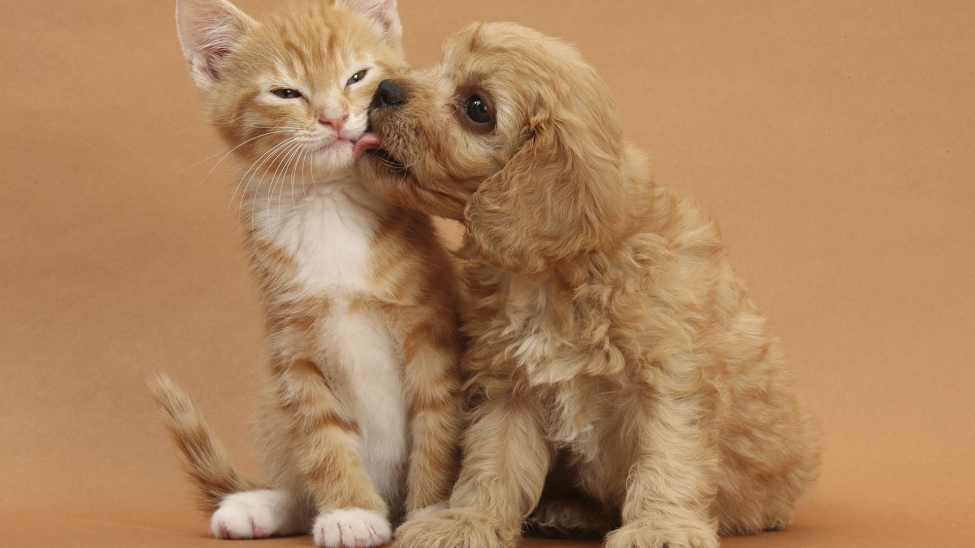 wallpaper et fond d'écran amour chiens chats dog cat kitten chaton chiot complicité tendresse tenderness love mignon cute animals animaux photo photographie photography