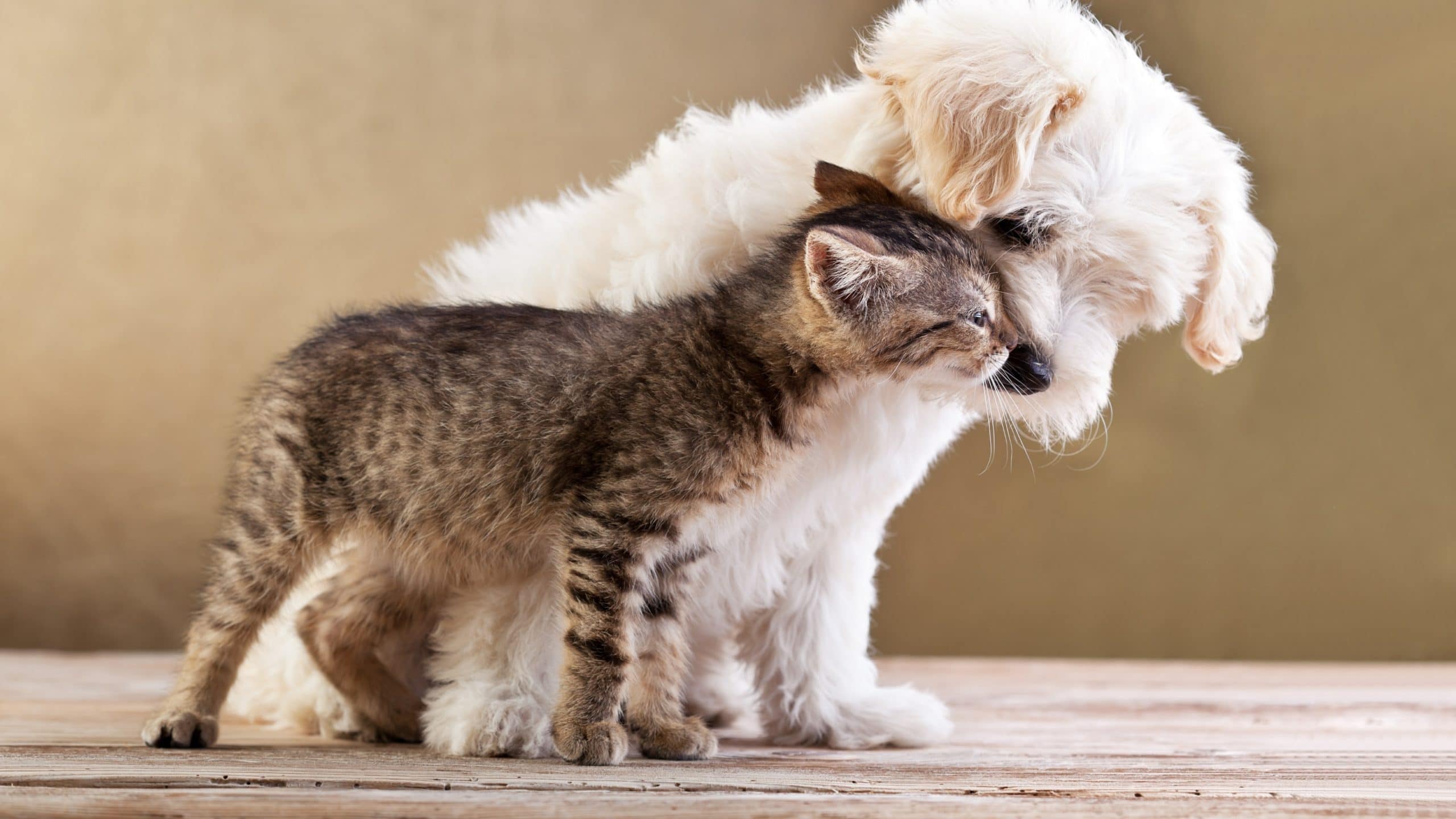 wallpaper et fond d'écran amour chiens chats dog cat kitten chaton chiot complicité tendresse tenderness love mignon cute animals animaux photo photographie photography