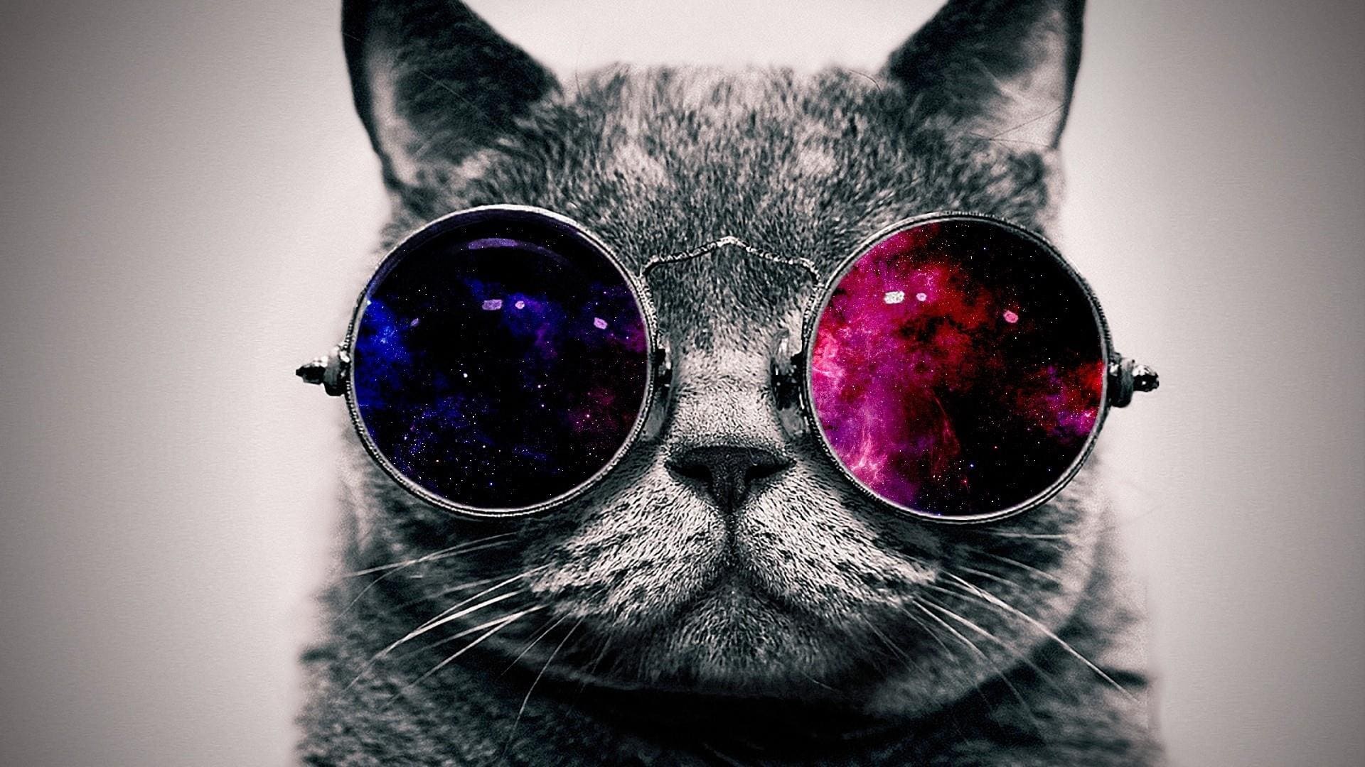 wallpaper et fond d'écran chat lunettes graphique graphic art digital numérique cat glasses animals animaux image picture photo photographie photography