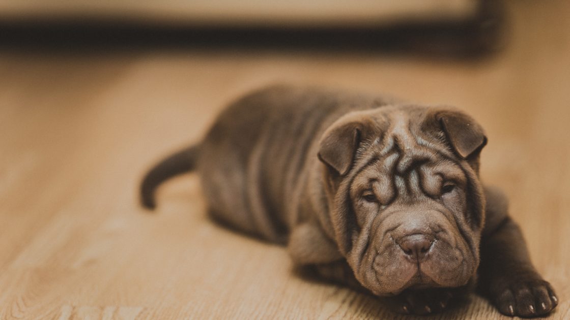 wallpaper et fond d'écran chien repos dog rest charpei race mignon beau cute beautiful animals animaux photo photographie photography