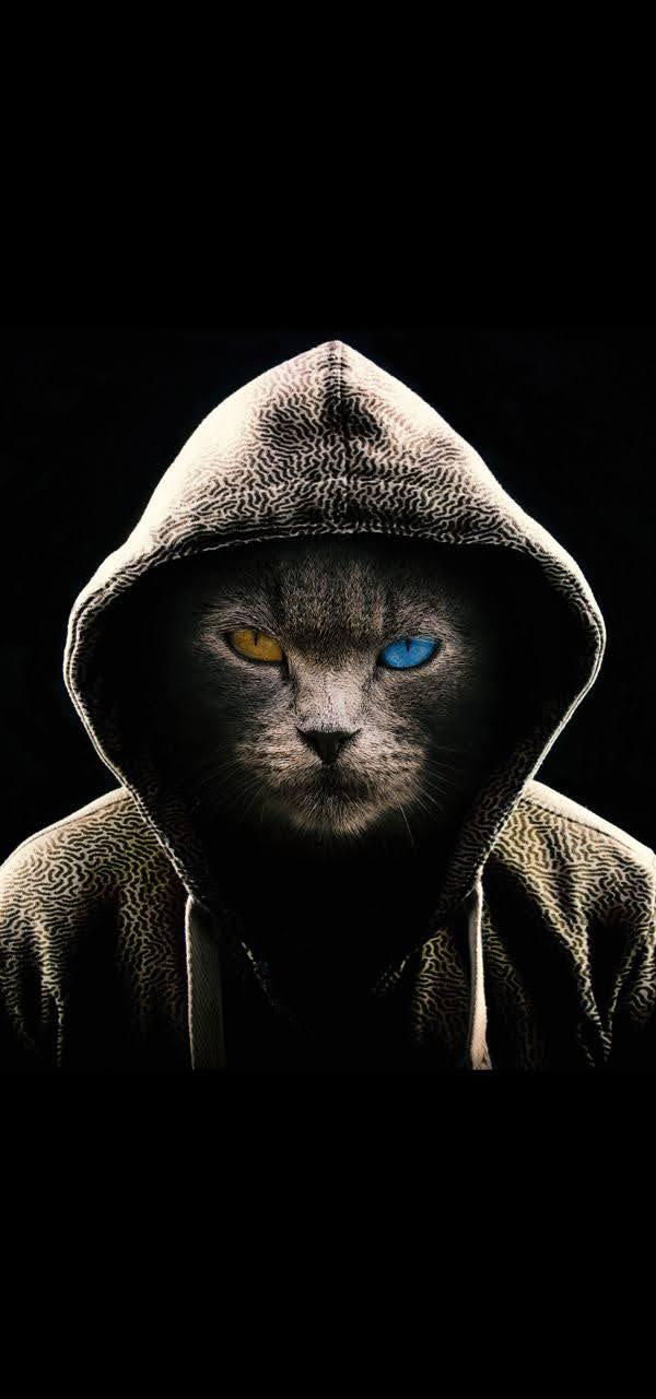 wallpaper et fond d'écran chat caché digital art graphique yeux eyes capuche cowl portrait cat numérique picture animals animaux photo photographie photography graphic