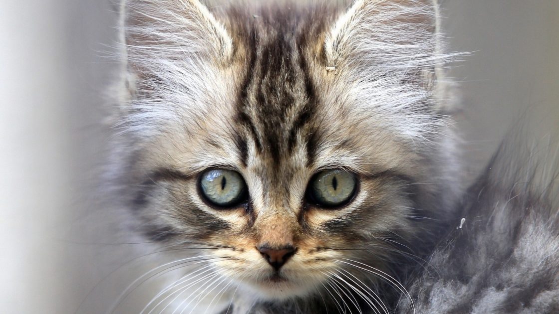 wallpaper et fond d'écran portrait chaton chat cat kitten mignon cute animals animaux beau yeux eyes little photo félin photographie photography