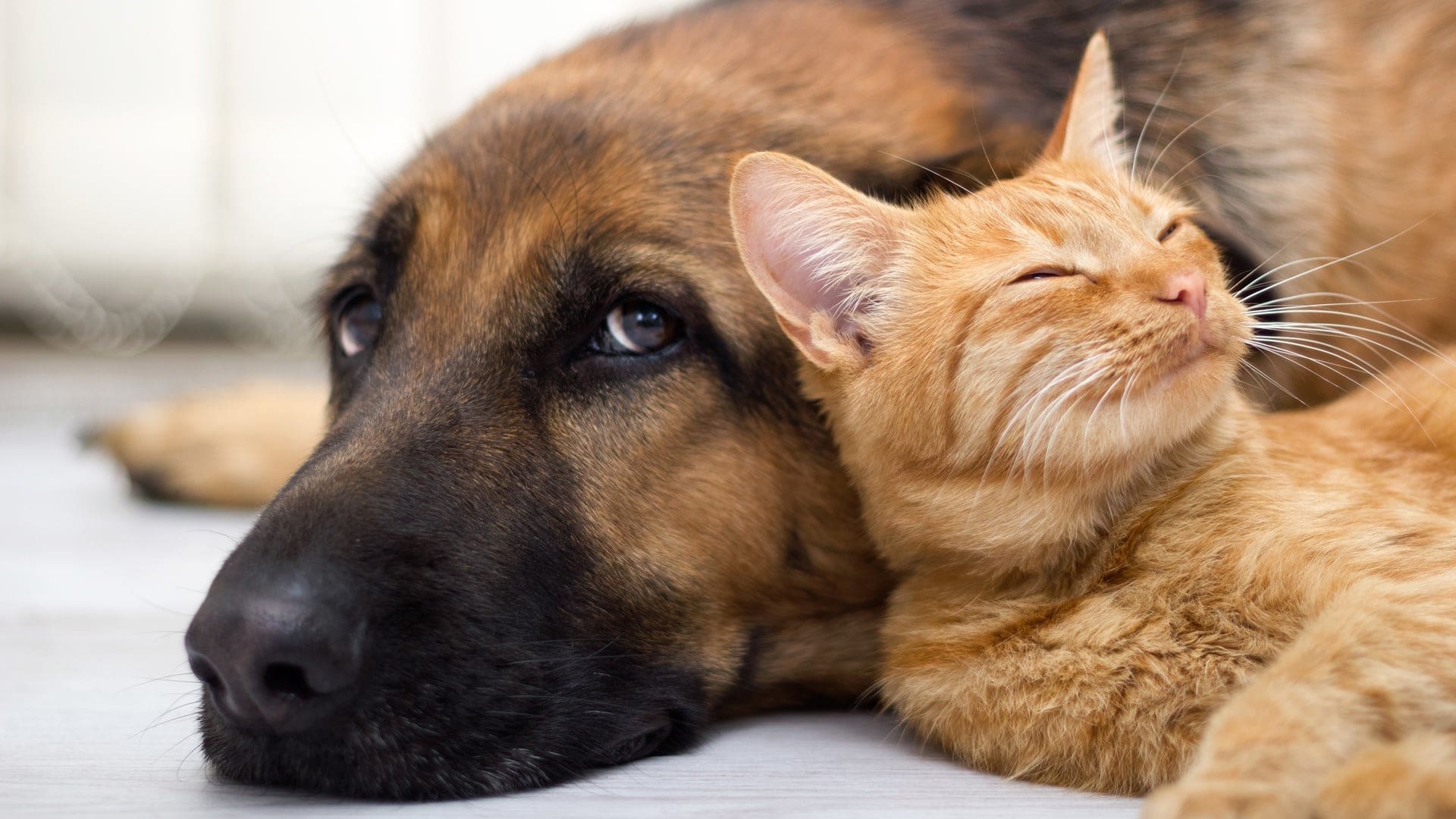 wallpaper et fond d'écran amour chiens chats dog cat kitten chaton chiot complicité tendresse tenderness love mignon cute animals animaux photo photographie photography