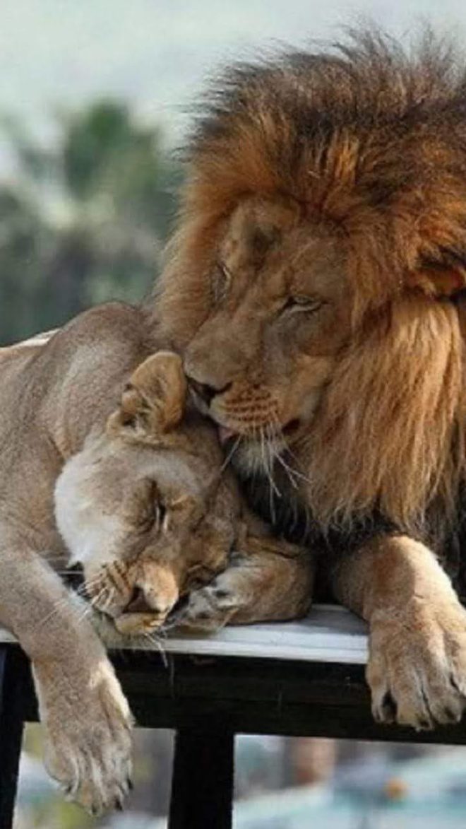 wallpaper et fond d'écran amour love lion lionne lioness tendresse tenderness félin feline fauve affection beau beautiful portrait animals animaux photo photographie photography