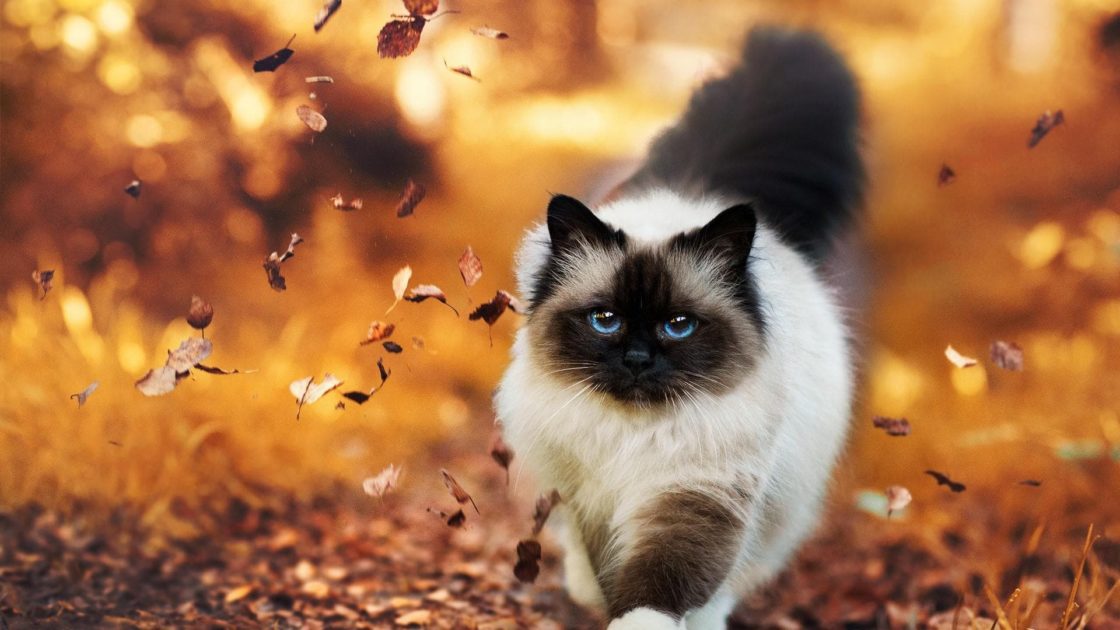 wallpaper et fond d'écran chat cat chien dog cerf deer nature automne autumn saison animals animaux magnifique feuilles leaf beau beautiful photo photographie photography