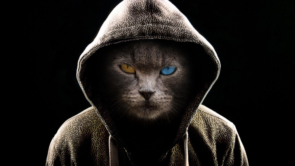 wallpaper et fond d'écran chat caché digital art graphique yeux eyes capuche cowl portrait cat numérique picture animals animaux photo photographie photography graphic