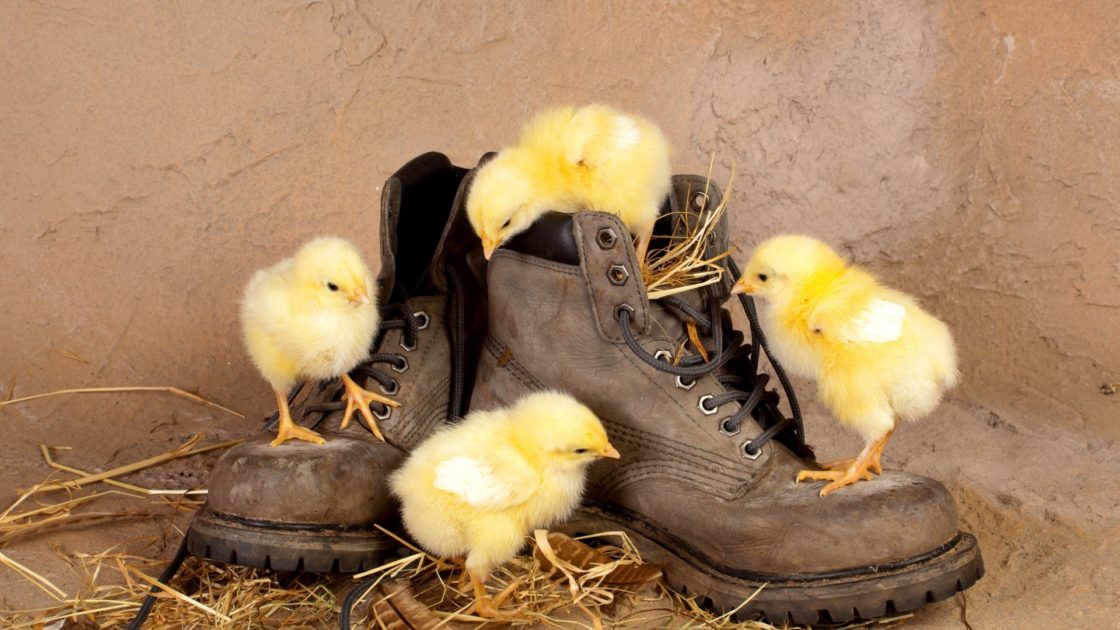 wallpaper et fond d'écran poussins oiseau chaussures animals animaux mignon cute photo photographie photography