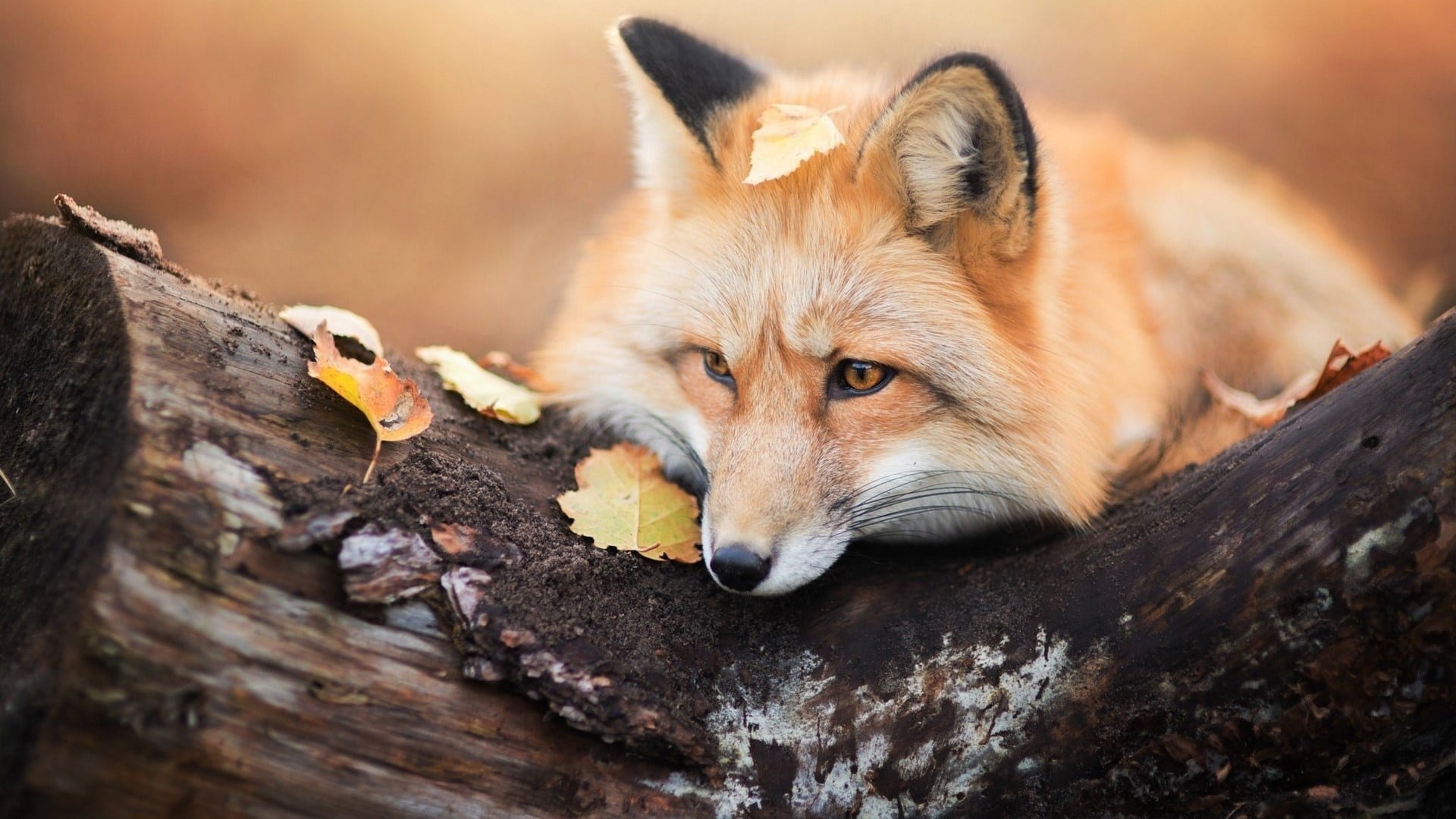 wallpaper et fond d'écran renard feuille automne fox leaf beau beautiful roux animals animaux repos sommeil photo photographie photography