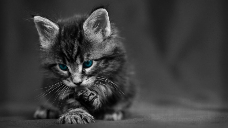 wallpaper et fond d'écran beau chaton beautiful kitten kitty mignon cute portrait félin feline chat cat animals animaux noir et blanc photo photographie photography