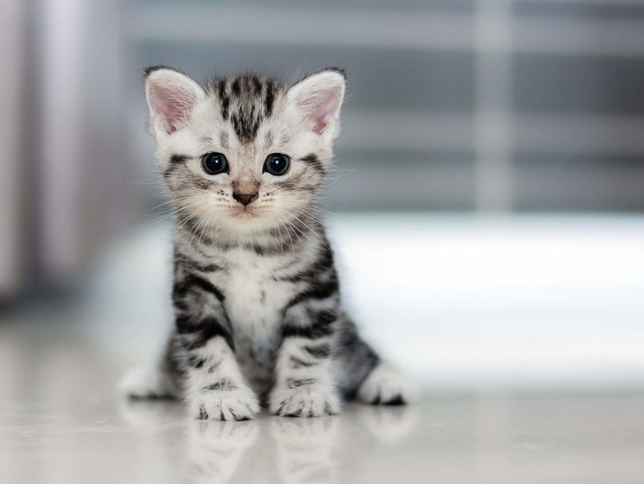 wallpaper et fond d'écran mignon chaton cute kitten chat cat animals animaux petit little félin photo photographie photography