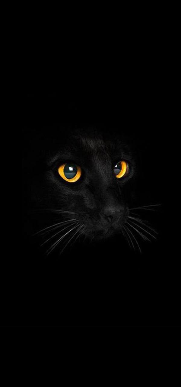 wallpaper et fond d'écran chat noir black cat téléphone phone félin feline animals animaux portrait beau beautiful photo photography photographie