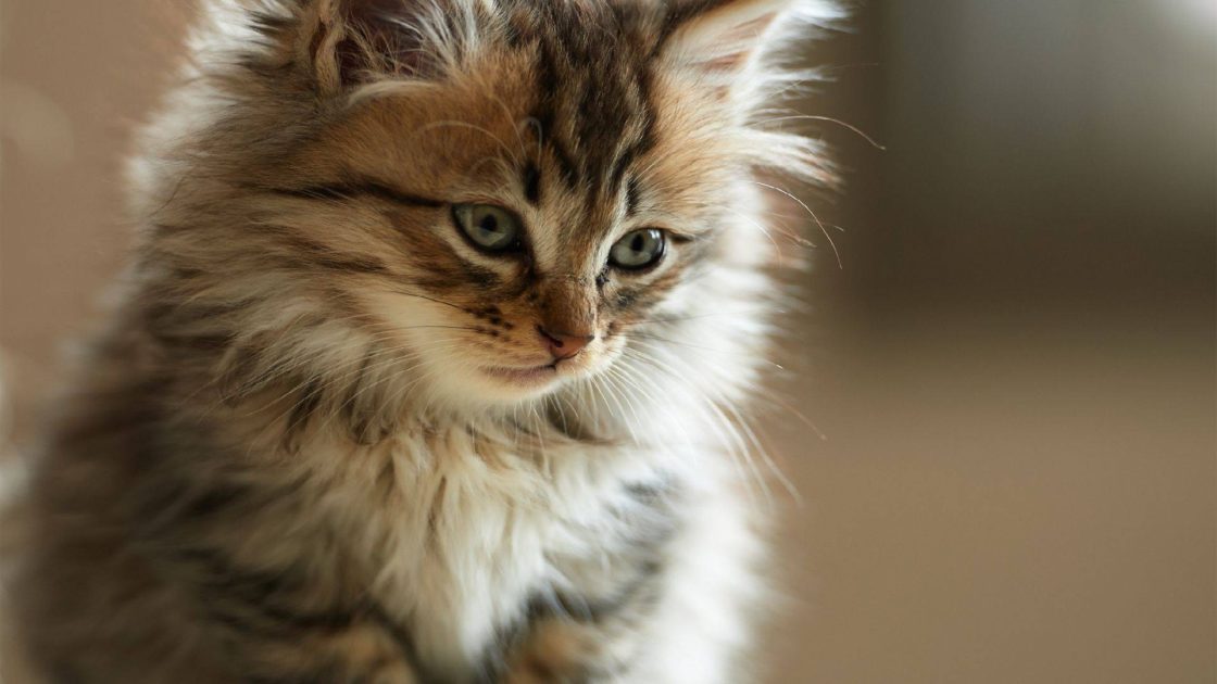 wallpaper et fond d'écran beau chaton beautiful kitten kitty félin mignon cute chat cat animals animaux portrait animal compagnie photo photographie photography