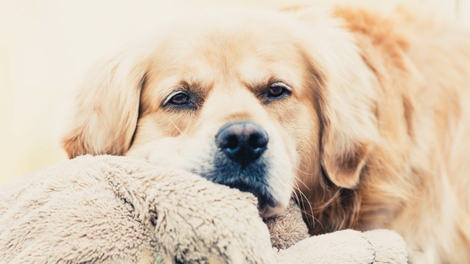 wallpaper et fond d'écran dog chien repos sommeil at rest resting labrador animals animaux photo photographie photography