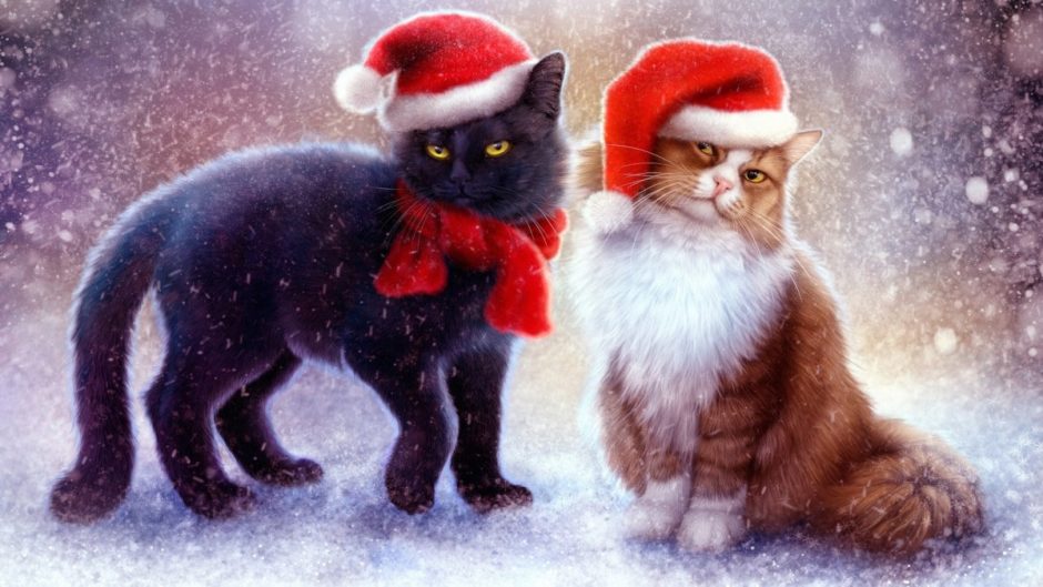 wallpaper et fond d'écran sapin de Noël Christmas pause blog fête célébration neige chat cat Père Noël Santa claus photo photographie photography