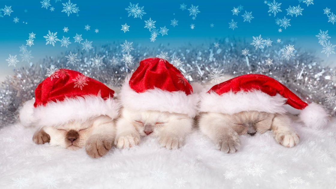 wallpaper et fond d'écran chien chatons dog kitten kitty chat cat Noël Christmas fêtes célébration mignon cute animals animaux bonnet rouge Père Noël Santa Claus photo photographie photography