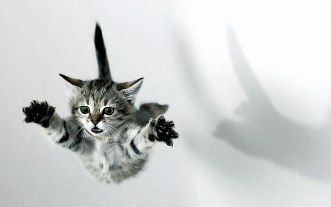 wallpaper et fond d'écran chat volant cat flying drôle humour humor animals animaux kitty amusant photo photographie photography