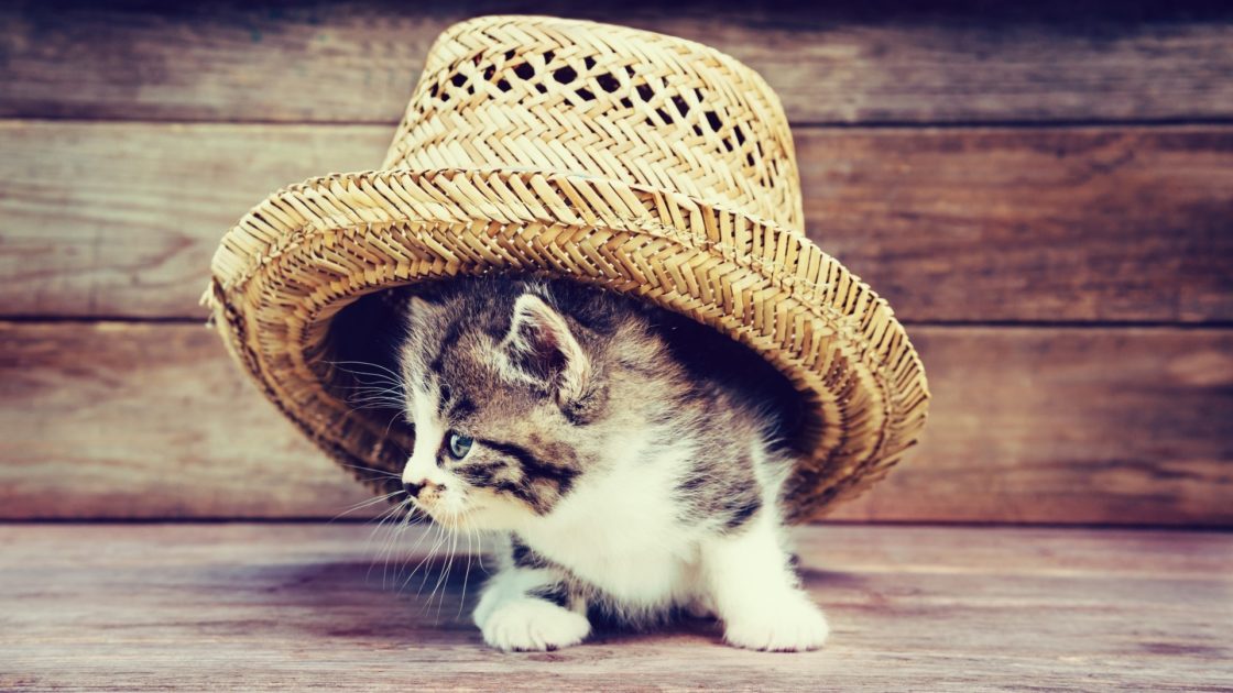 wallpaper et fond d'écran chaton chapeau kitten cat hat mignon cute animals animaux photo photographie photography
