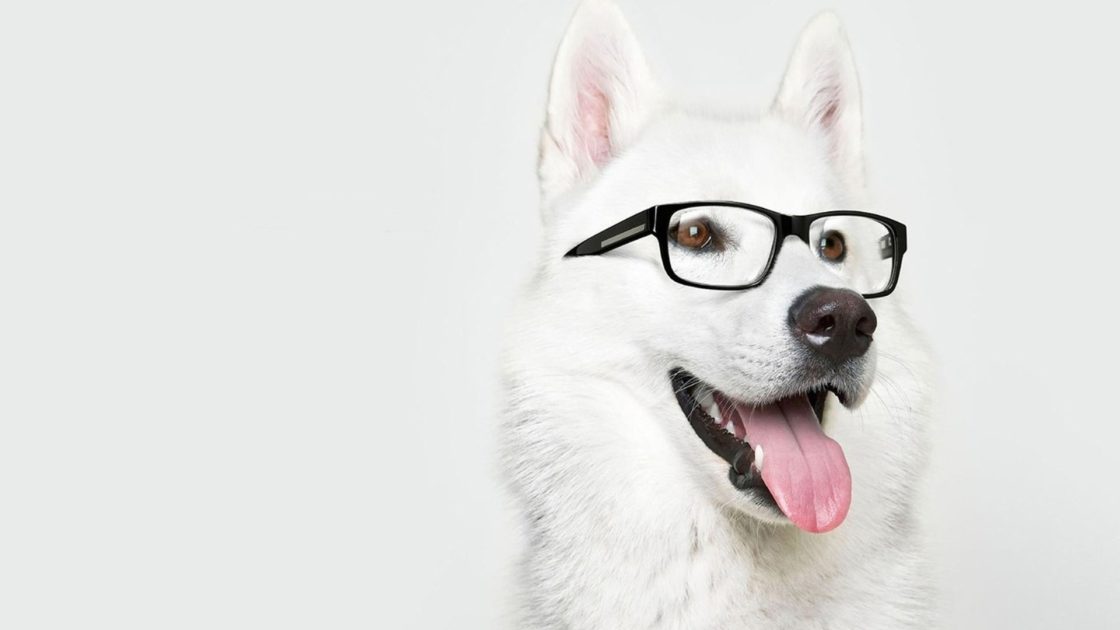 wallpaper et fond d'écran chien à lunettes dog at glasses beau beautiful husky animals animaux race chien blanc drôle photo photographie photography