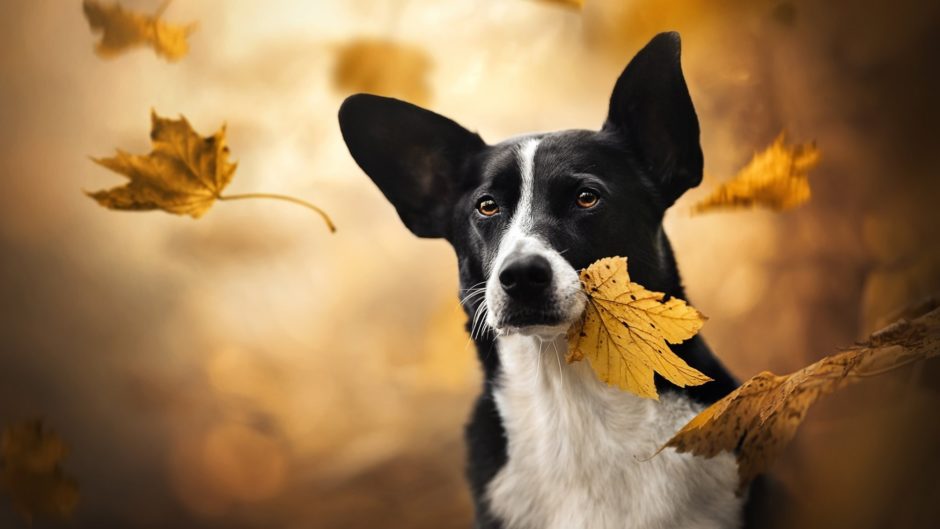 wallpaper et fond d'écran chien dog feuille leaf animals animaux automne nature beau beautiful husky photo photographie photography