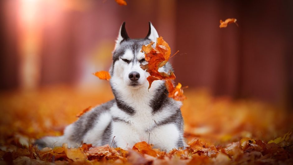 wallpaper et fond d'écran chien dog feuille leaf animals animaux automne nature beau beautiful husky photo photographie photography