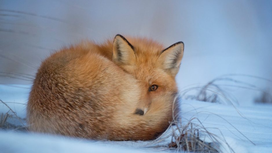 wallpaper et fond d'écran renard repos fox resting rest neige snow animals animaux beau beautiful sommeil sleep photo photographie photography