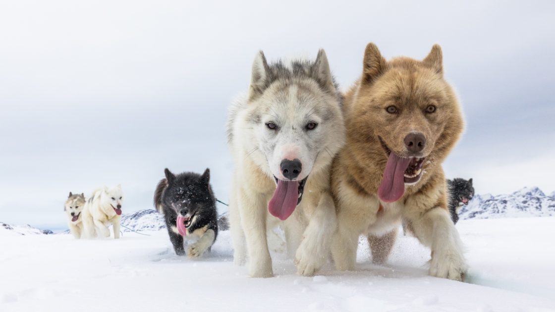 wallpaper et fond d'écran chiens dogs huskys race traineau nature neige snow hiver winter animals animaux beau beautiful photo photographie photography