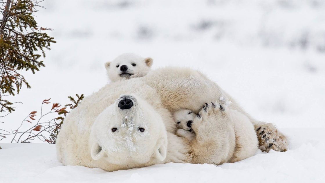 wallpaper et fond d'écran ours polaire oursons Polar bear & cubs animals neige nature animaux mignon cute famille ours photo photographie sauvage photography