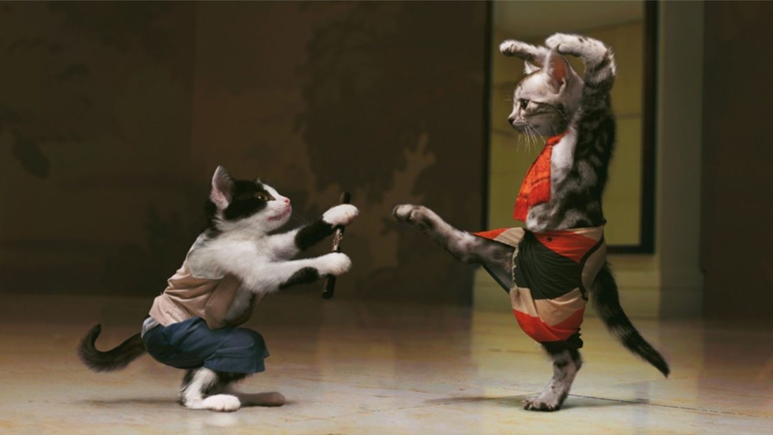 wallpaper et fond d'écran chats danseurs drôle cat dancing funny amusant animals animaux humour humor photo photographie kitty photography