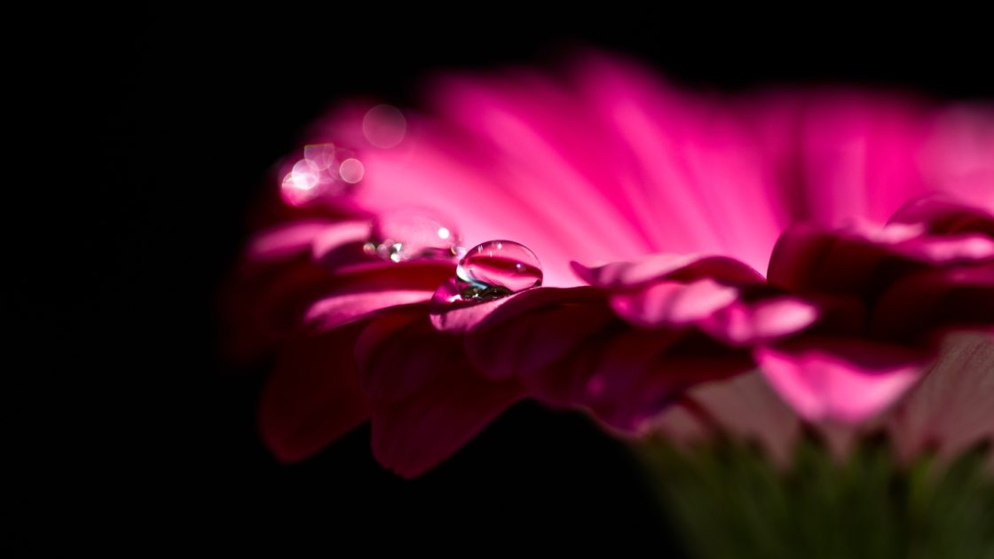 wallpaper et fond d'écran fleur flower goutte drop pétales petal macro nature rose fleuri jardinage photo photographie photography