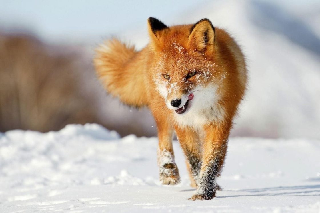 wallpaper et fond d'écran renard des neiges snow foxes nature neige snow hiver winter saison animals animaux beau beautiful photo photographie photography