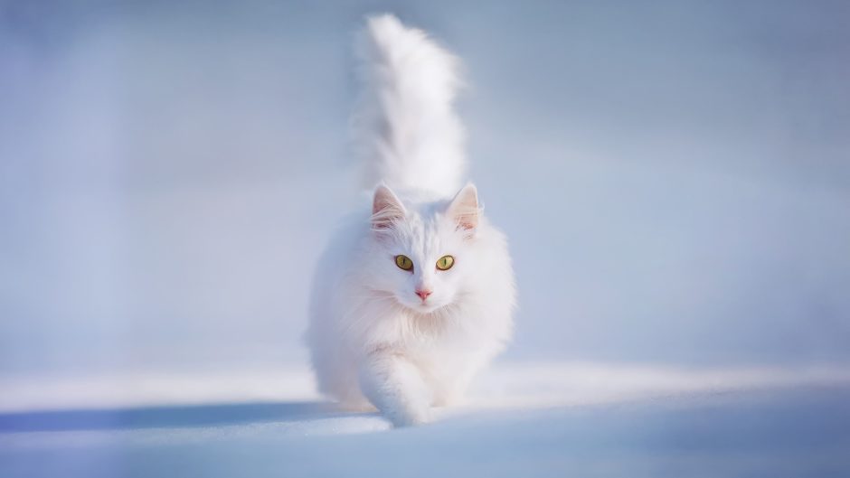 wallpaper et fond d'écran cat chat chaton kitten neige snow hiver winter félin feline blanc white animals animaux beau beautiful magnifique photo photographie photography