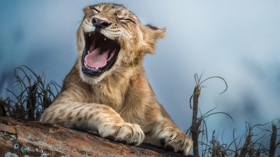 wallpaper et fond d'écran félin lion lionceau cub lion feline animals animaux fauve rugir roar beau beautiful sauvage photo photographie lionne photography