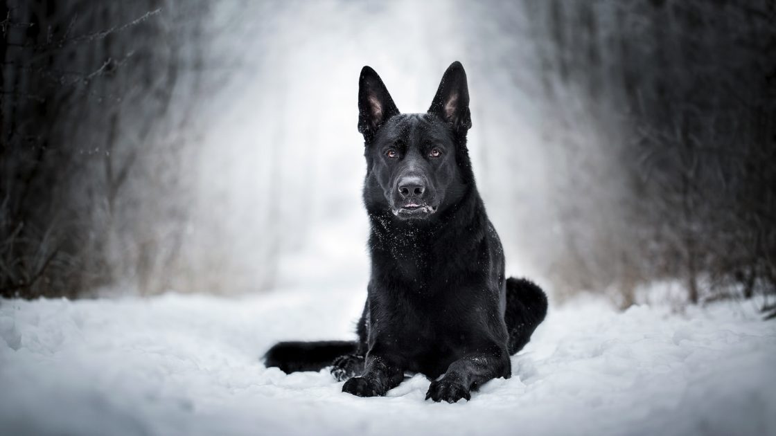 wallpaper et fond d'écran chien dog berger allemand neige snow race nature hiver beau beautiful animals animaux photo photographie photography chien noir